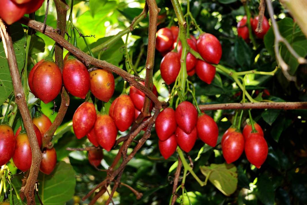 İlk kez görenler şaşkınlıkla izliyor: Bu domates ağaçtan toplanıyor! Yıllar önce o ülkeden getirdi, bu sezon bolluk yaşanıyor 6